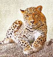 Леопард, 207 х 192 см